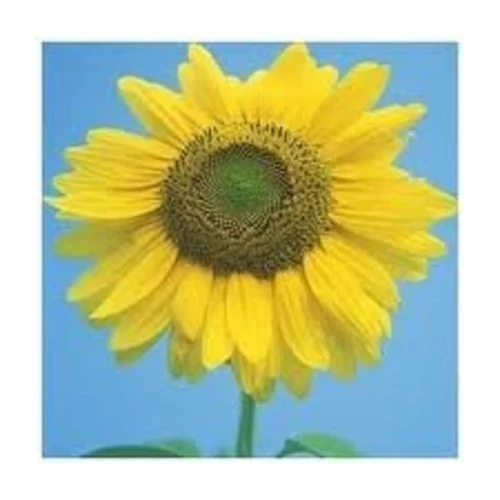 Sunflower Mammoth Large Gray Stripe Nice Garden Flower by Seed Kingdom Bulk 1 Lb Seeds