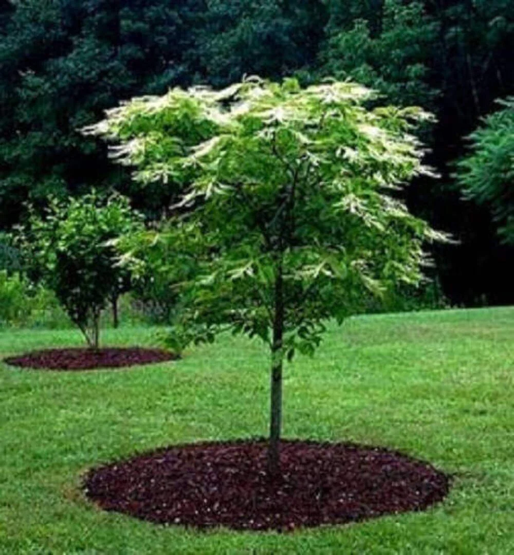 50 LILY Of The VALLEY TREE Sourwood Sorrel Oxydendrum Arboreum Flower Seeds