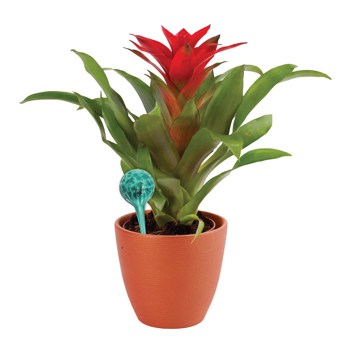 Wyndham House 4 Piece Glass Watering Globe Set