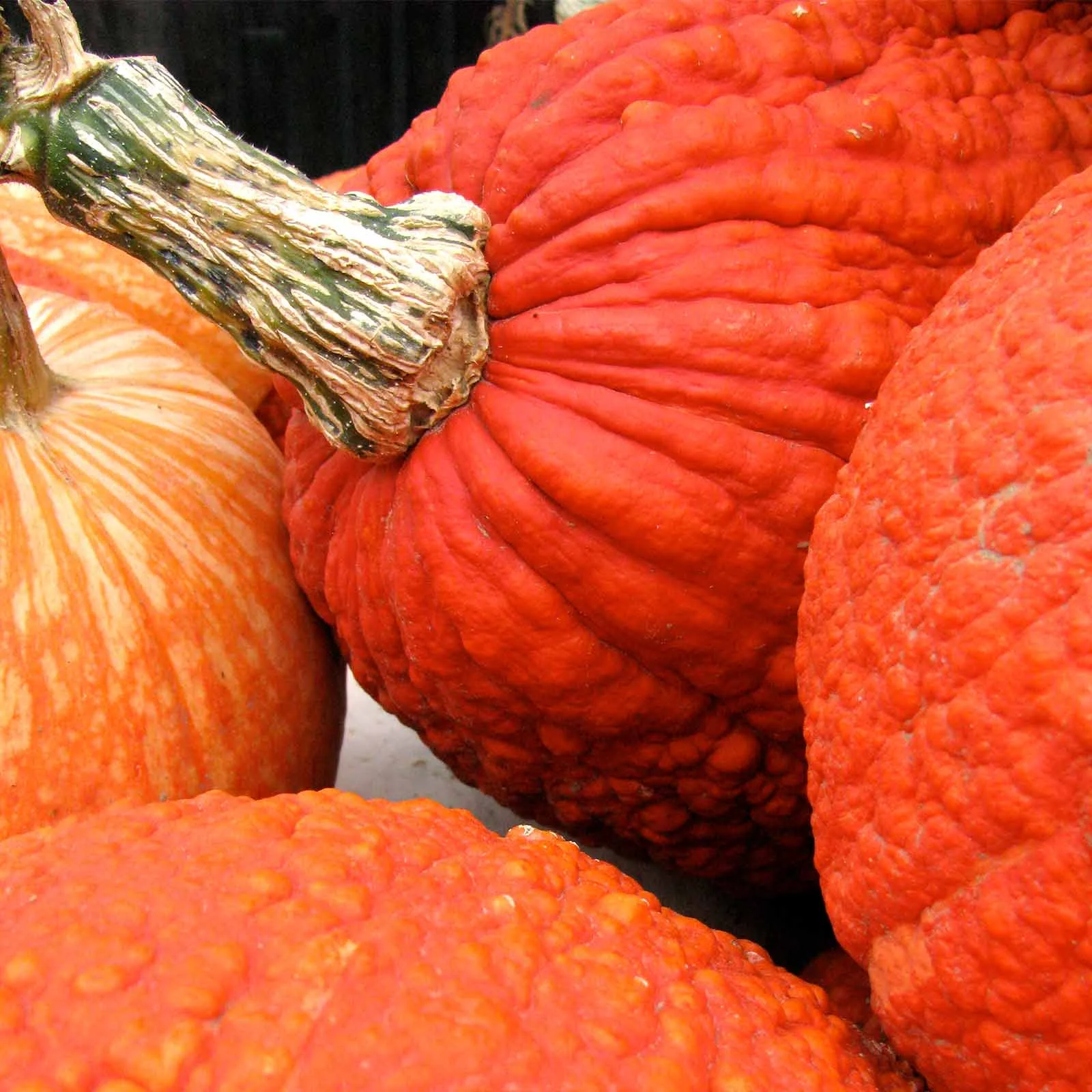 Pumpkin Garden Seeds - Red Warty Thing Variety - 4 oz (treated) Seed - Non-GMO, Heirloom Decorative and Edible Pumpkins - Bright Orange
