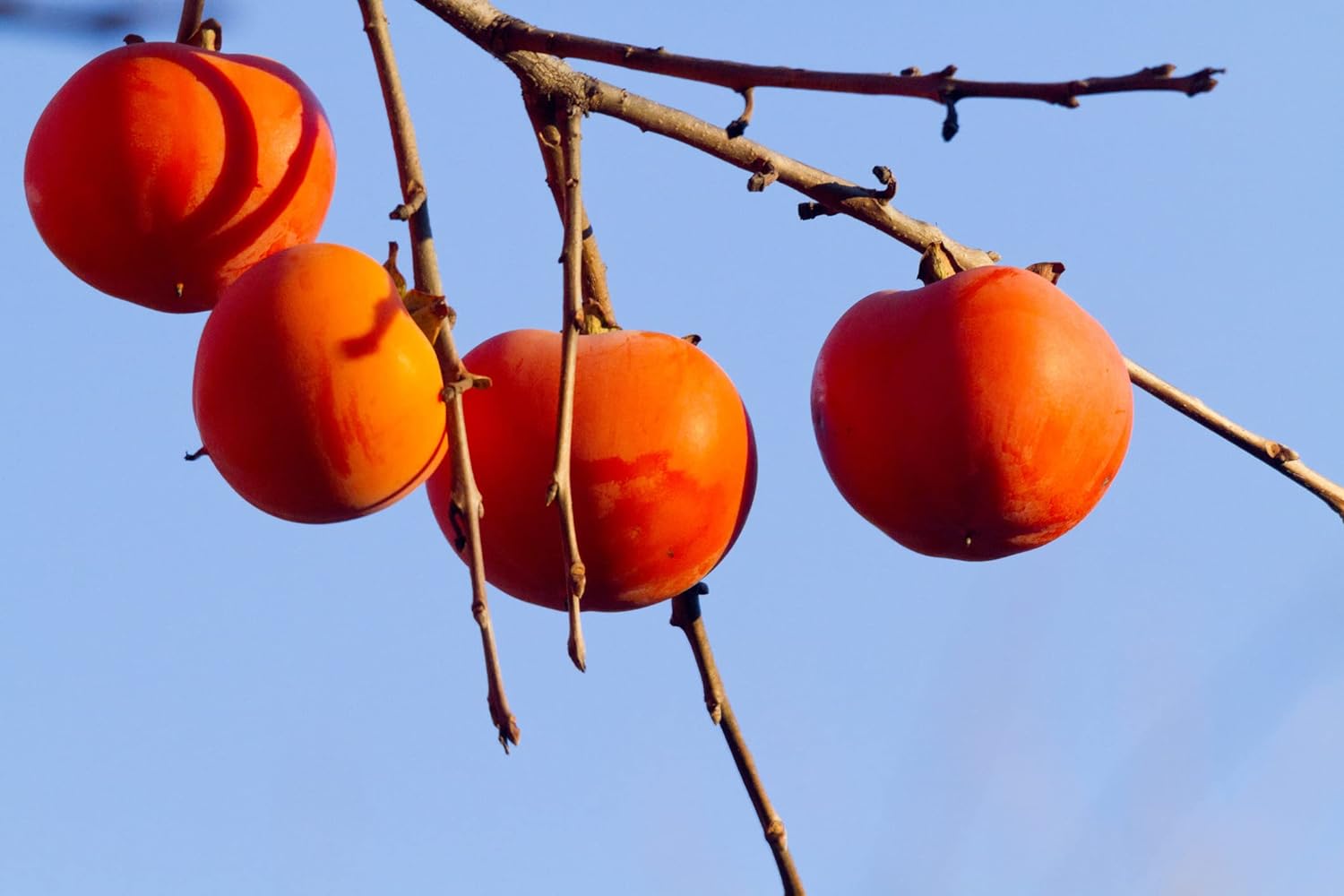 Clay Soil Persimmon Tree Seeds - 20 Pieces - Full Sun Outdoor Bonsai Project