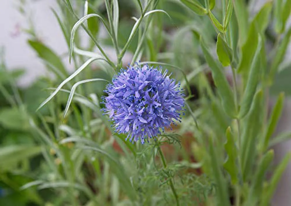 Globe Gilia Flower Seeds, 1000 Seeds Per Packet, Isla's Garden Seeds