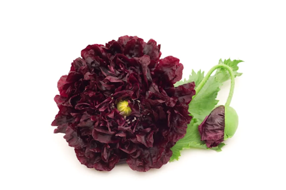 Seed Pack =100 premium seeds- Double Flower Black Poppy --- Perfect for Flower beds  - Wildflower gardens- Serendipity Seeds- See Description