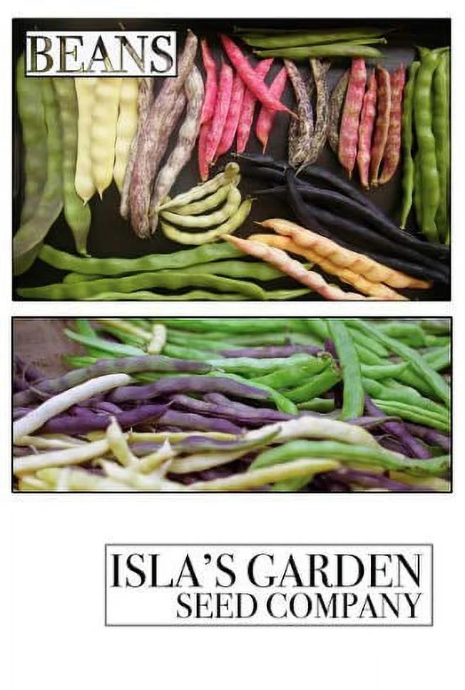 Contender Bush Bean Seeds, 50 Heirloom Seeds Per Packet, Non GMO Seeds