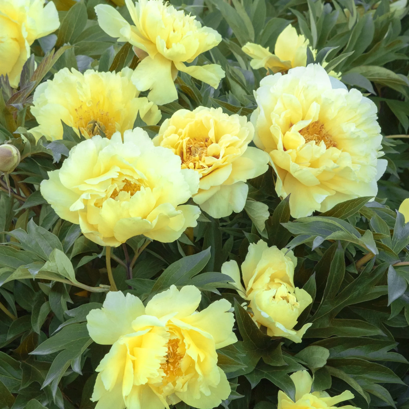 Peony Bulbs, Peony Tubers,Peony Plant,Adapt To Various Environments, Peony Plants Live,Beautiful Fresh Cut Flowers. Making Them A Versatile,Long-Lasting Choice For Landscaping.