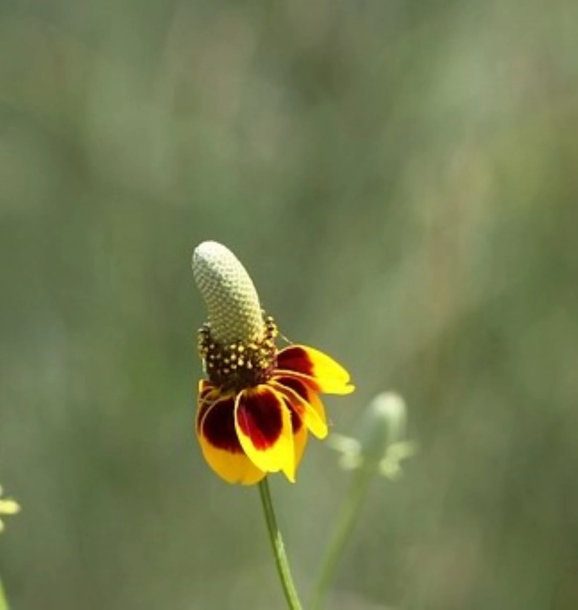 Mexican Hat Wildflower Seeds/Perennial/Full Sun/2000 Seeds 2 Grams/ Zellajake Farm and Garden - B284