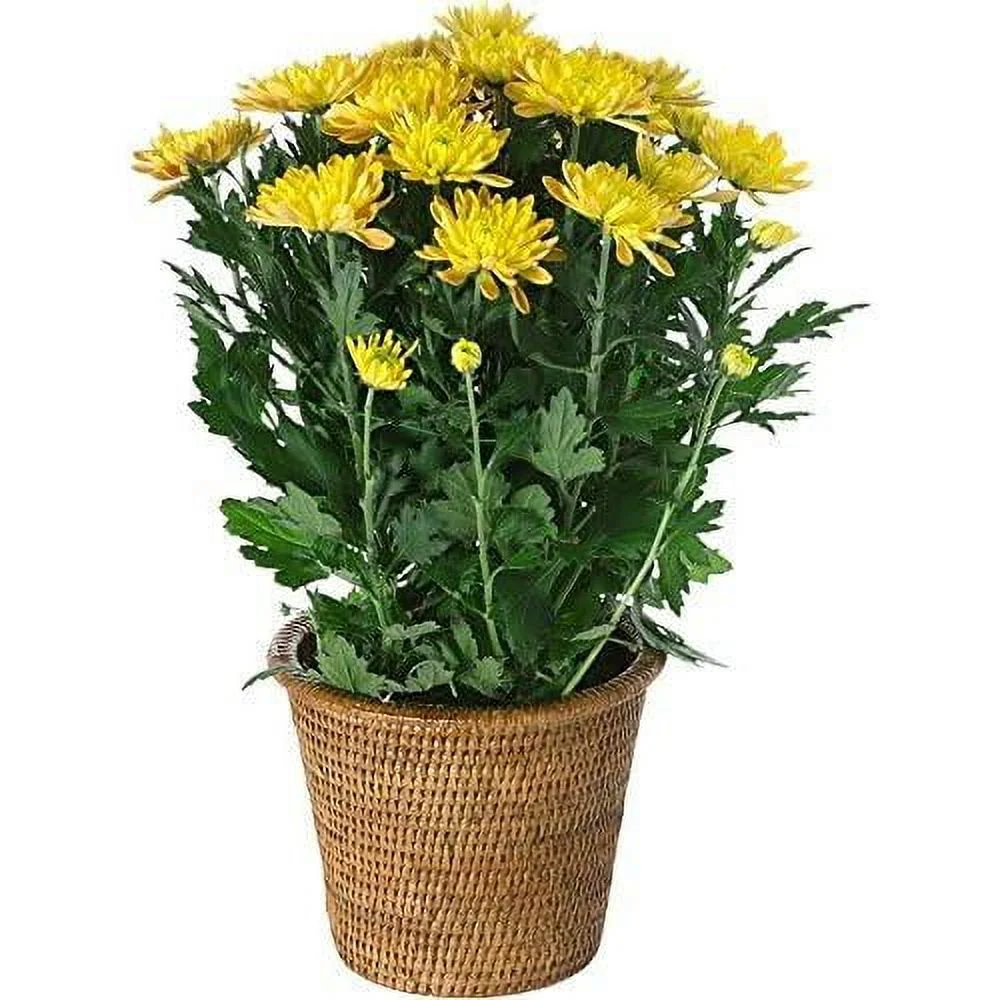 1080023 La Jolla Handwoven Rattan Planter, Large, Brown