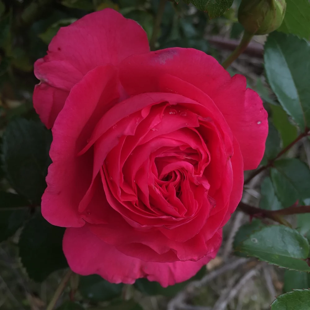 Heirloom Roses Rose Plant - The Eleganza® Fiji Rose Bush , Live Hybrid Tea Plants For Outdoors , One Gallon Own Root Bushes For Planting , Potted Outdoor Cherry Red Pink Flowers