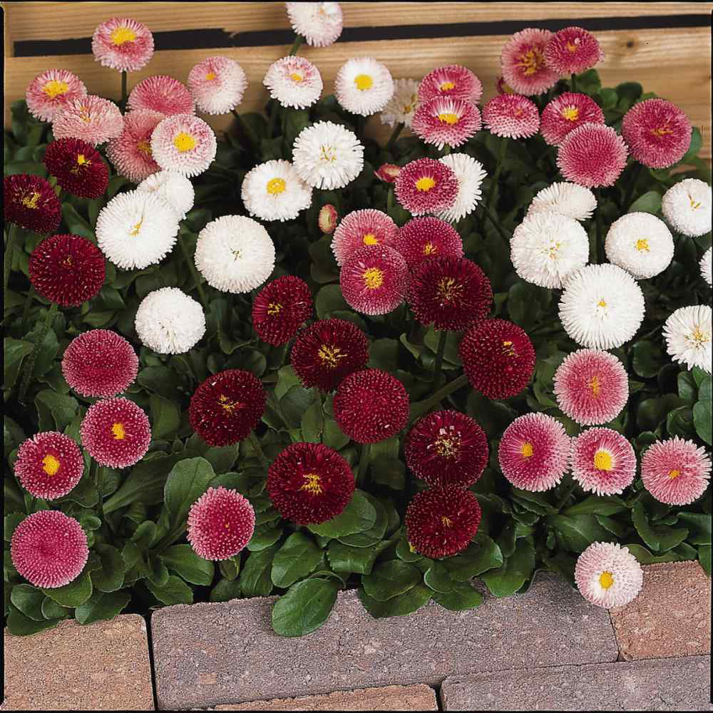 Outsidepride English Daisy Bellis Perennis Flower Seed Mix - 10000 Seeds