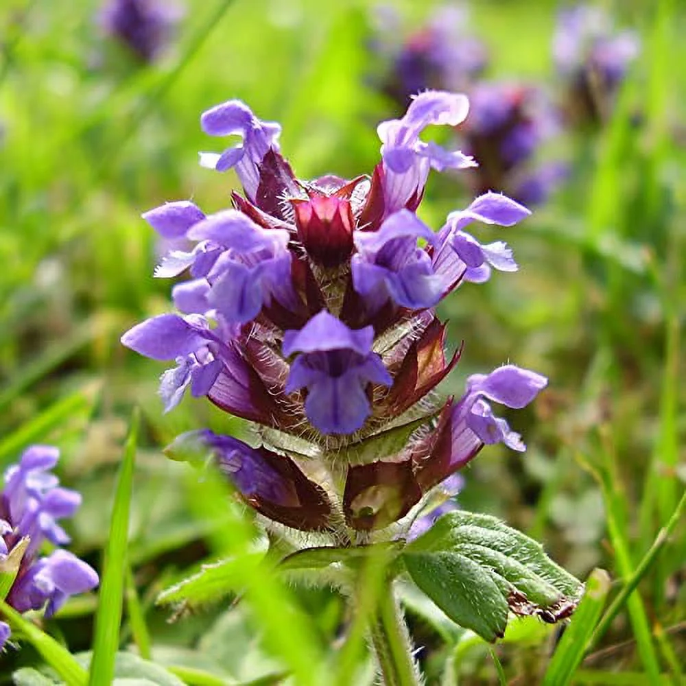 Prunella Vulgaris Seeds Selfheal Creeping Perennial Deer Resistant Attracts Bees & Butterflies Banks Slopes Borders Ground Covers Outdoor 1 OZ (Approx 35000 Seeds) Flower Seeds by YEGAOL Garden