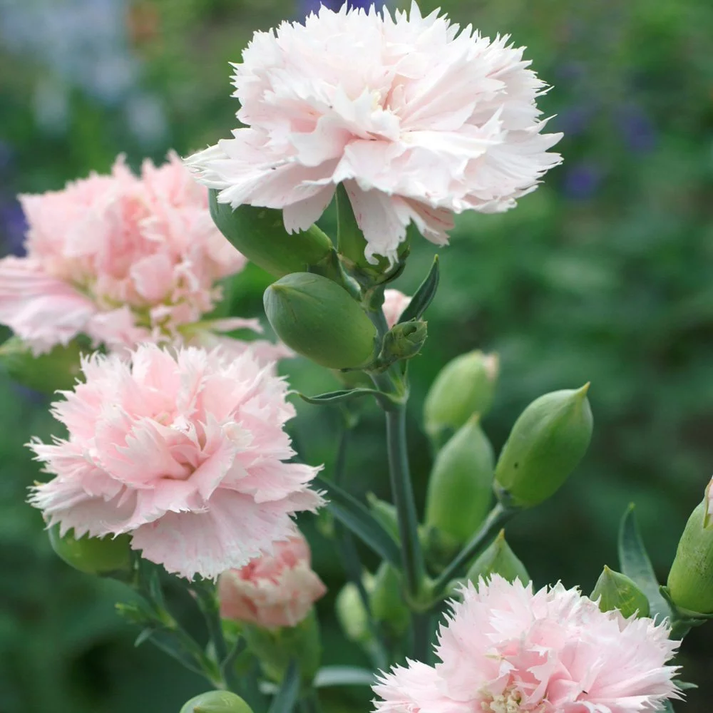 Outsidepride Carnation Chabaud La France - 2000 Seeds