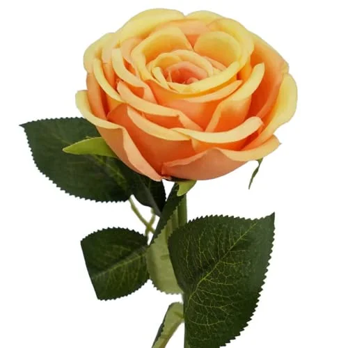 CHUXAY GARDEN Orange Rose Seed 100 Seeds Grows in Just Weeks Climbing Rose Flower Ornamental Flowering Plant Makes Great Edging