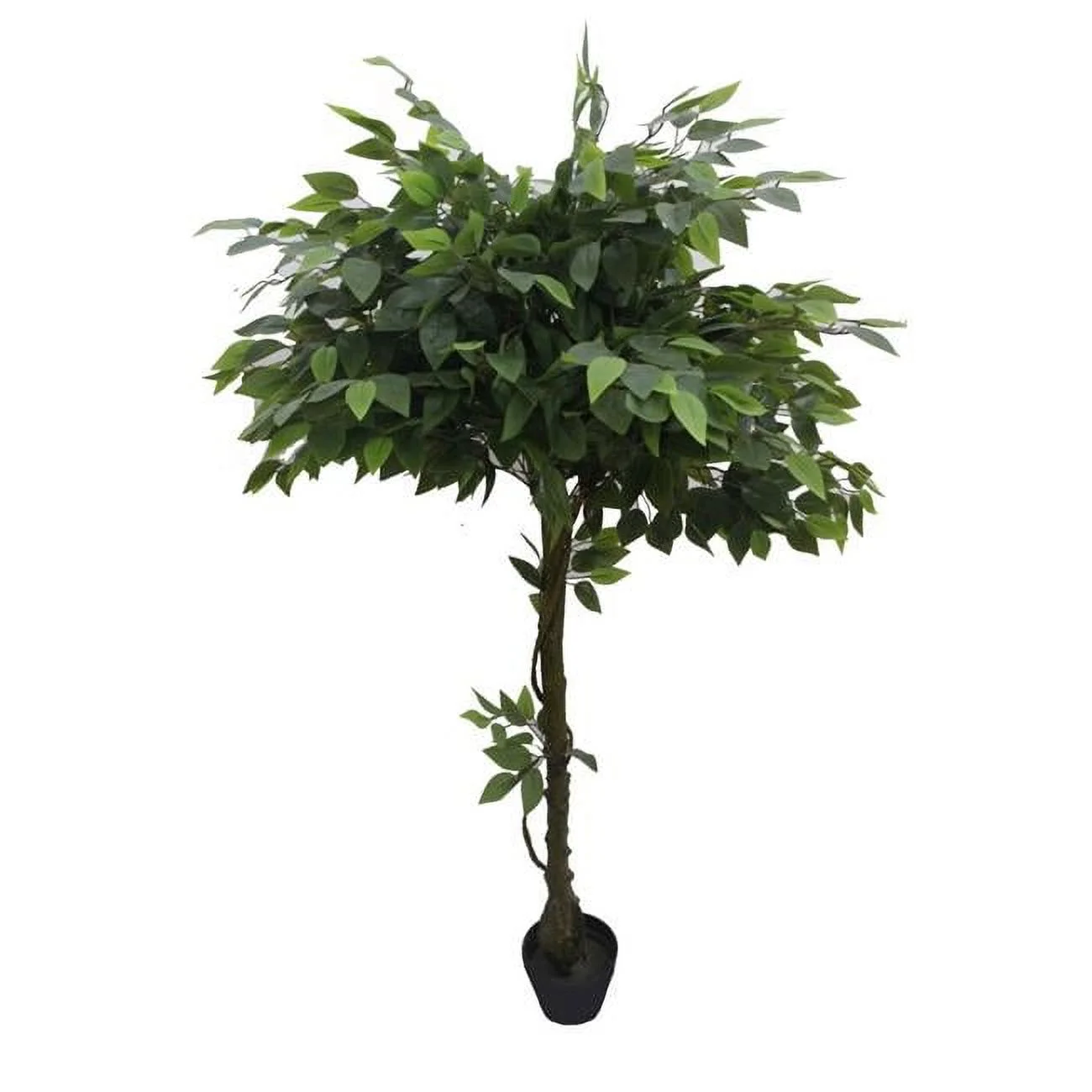 63 in. Glossy Banyan