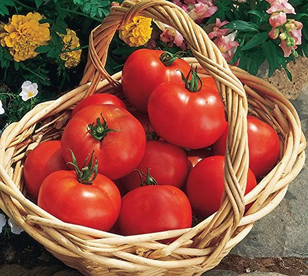 Burpee Early Girl Tomato Seeds 50 seeds