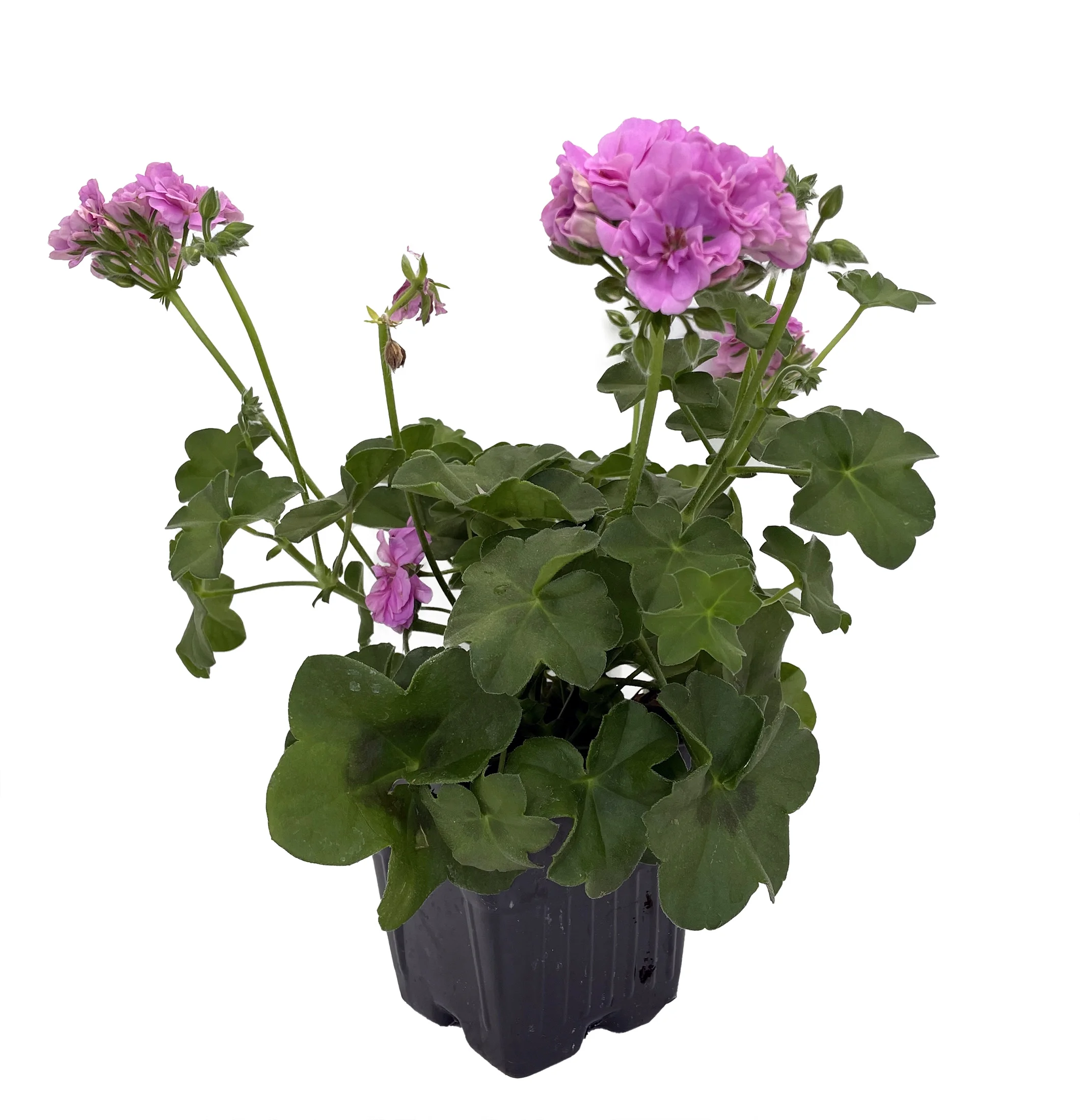 Great Balls of Fire™ Lavender Geranium Plant - 4
