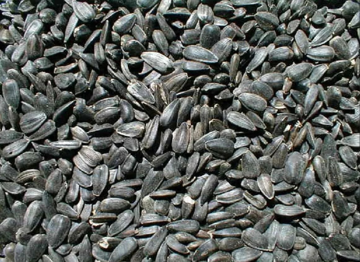 Black Oil Sunflowers, Non-GMO, 50 lb