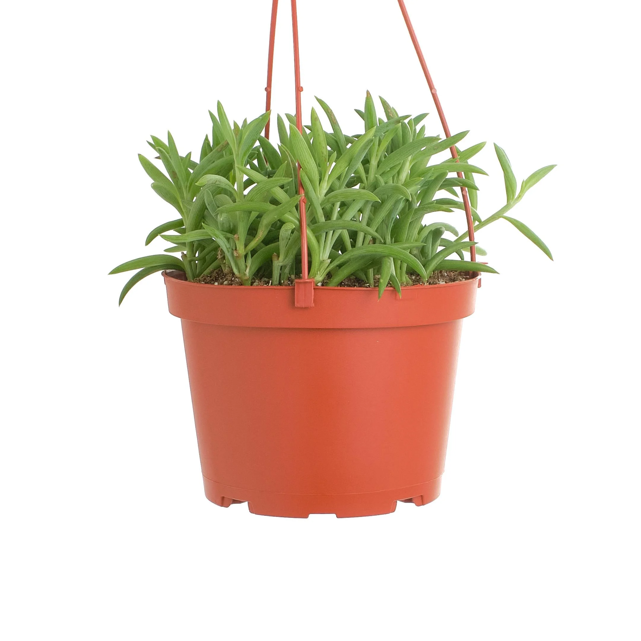 Shop Succulents String of Fishhooks 6