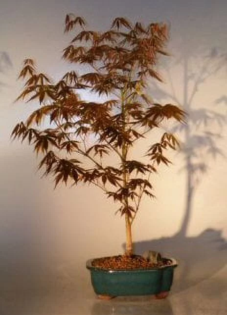 Apanese Red Maple Bonsai Tree - Large 20 years old, 14