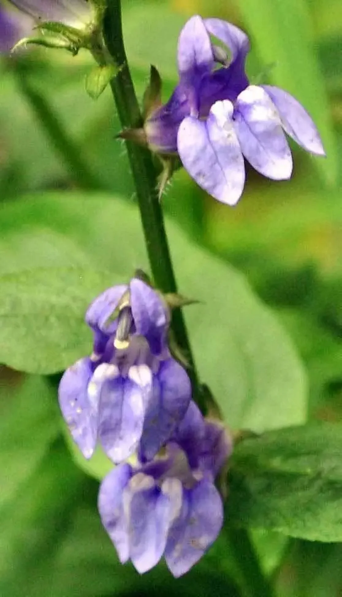 Lobelia siphilitica | Great Blue-Lobelia | 500_Seeds