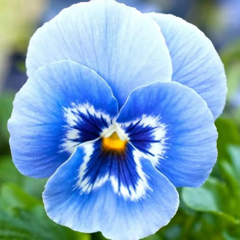 CHUXAY GARDEN Rare Blue Pansy Flower Seed 100 Seeds Beauty Blue Flowers Attractive Bicolour Flowers Perfect for Containers
