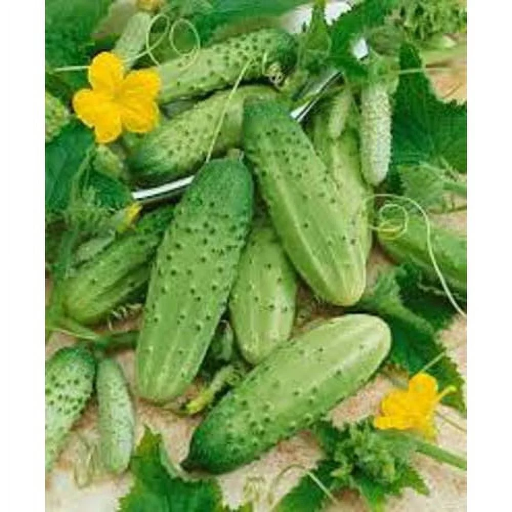 Cucumber Boston Pickling Great Heirloom Vegetable ~ Bulk 3,000 Seeds