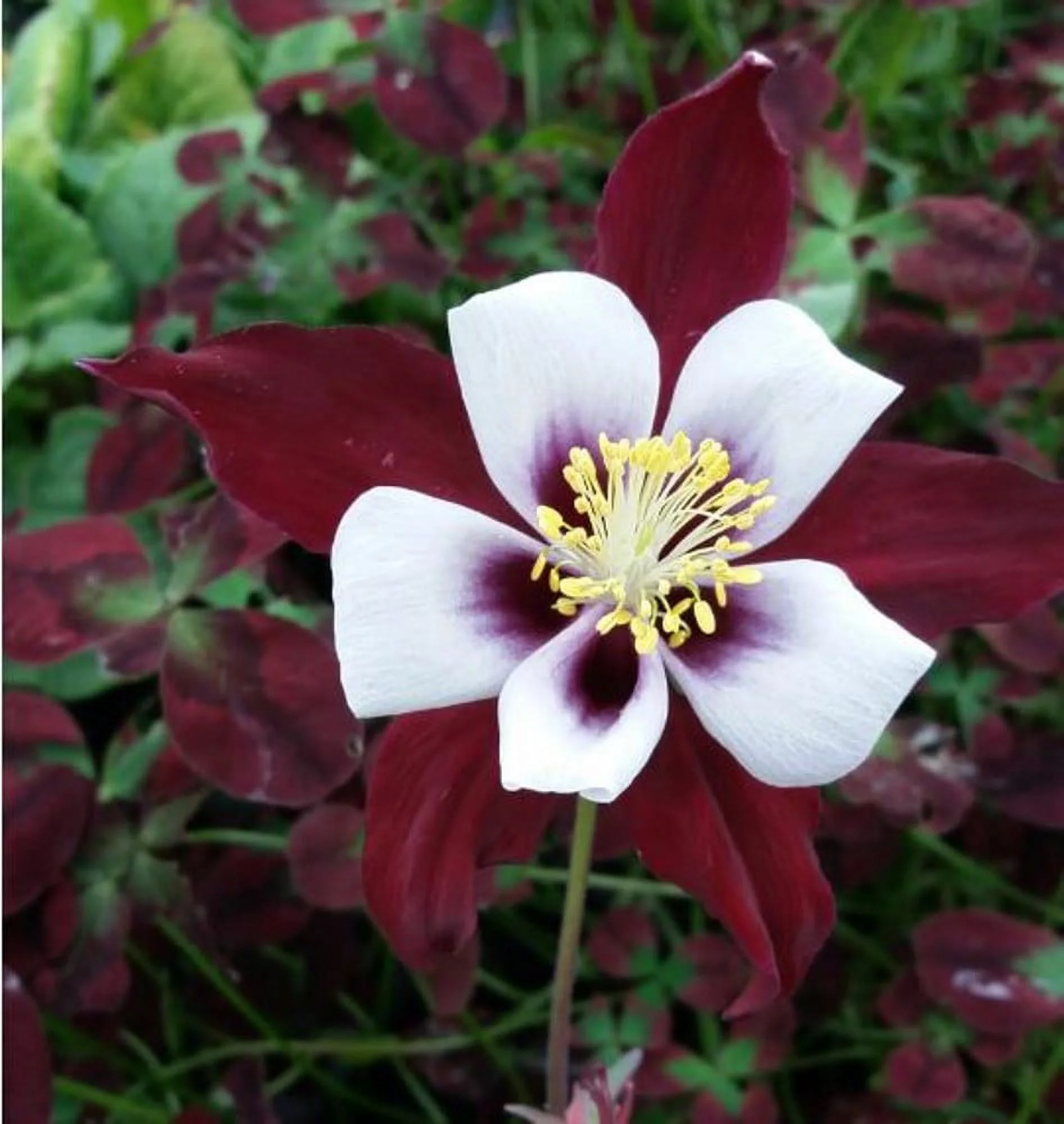 20 Seeds BURGUNDY Columbine McKana Giants Flower Seeds, Perennial Colorful, Easy to Grow Attracts Bees and Hummingbirds 20 SEEDS Free Shipping