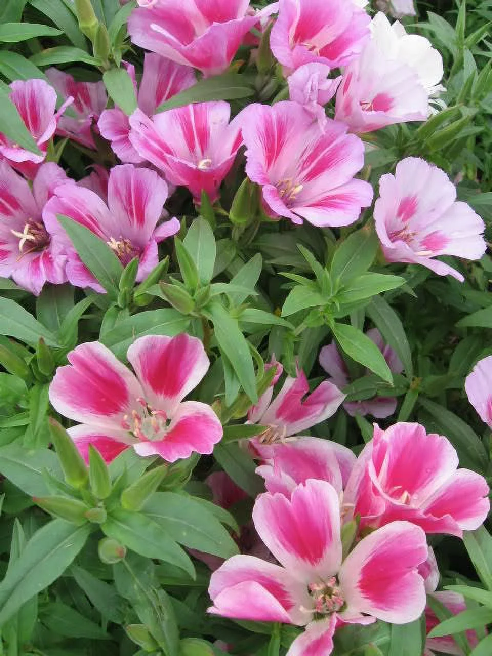 500 Pink FAREWELL TO SPRING Clarkia Elegans 2 Tone Striped Flower Seeds *Flat SH