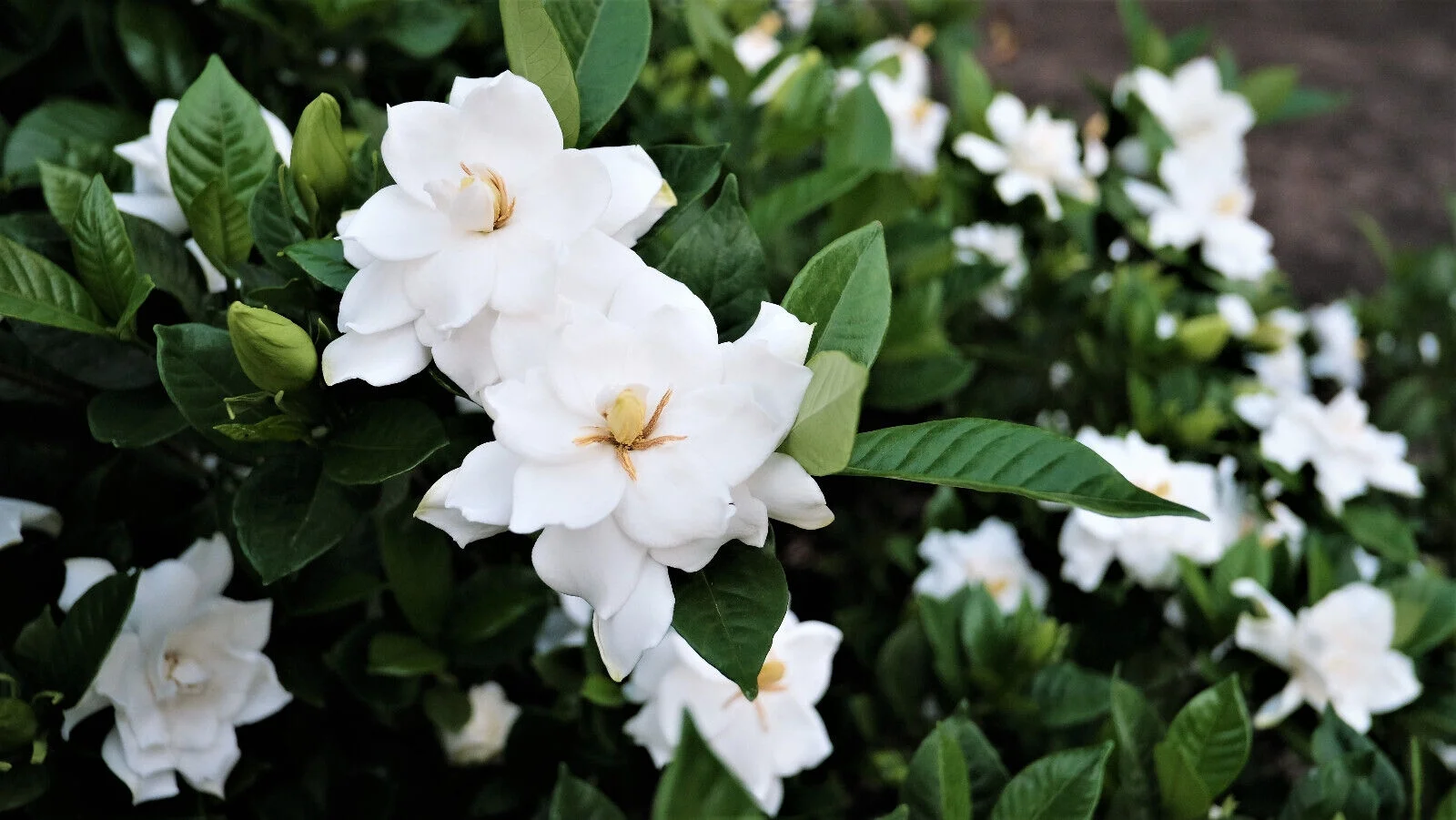 50 GARDENIA / CAPE JASMINE Jasminoides Fragrant White Shrub Flower Seeds *FlatSH