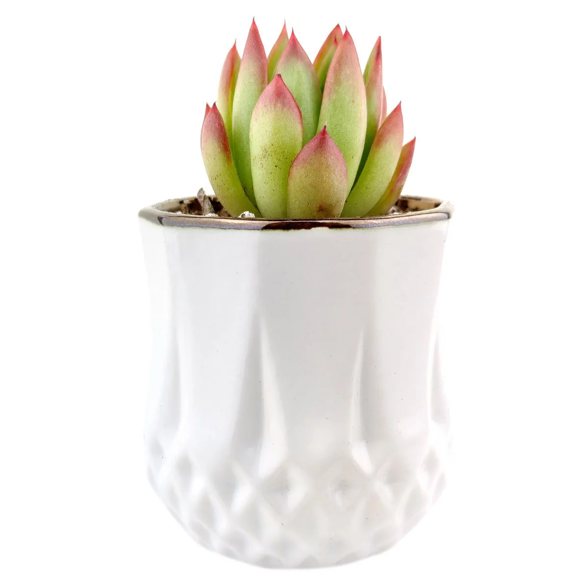 Golden Edge Pot | Succulent Pot for sale | Succulent Accessories