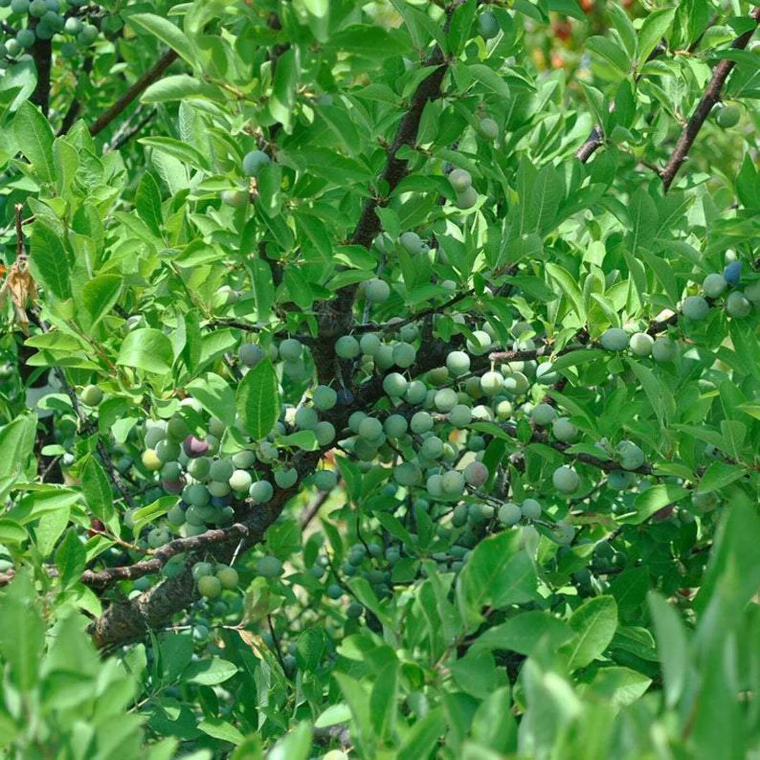 June Plum Tree
