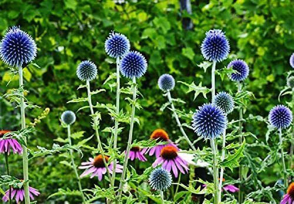 30 Globe Thistle Seeds for Planting Exotic Blue Globe Thistle