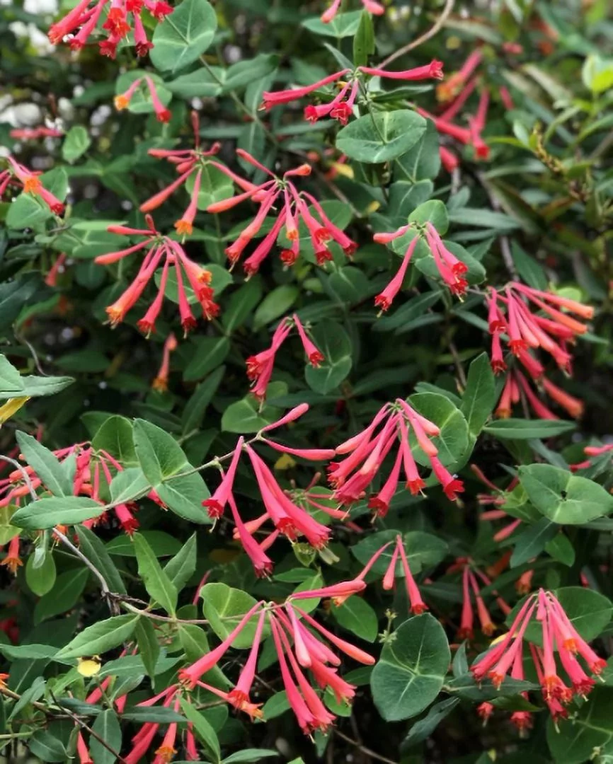 3 Honeysuckle 'Major Wheeler' Lonicera Plants in 4