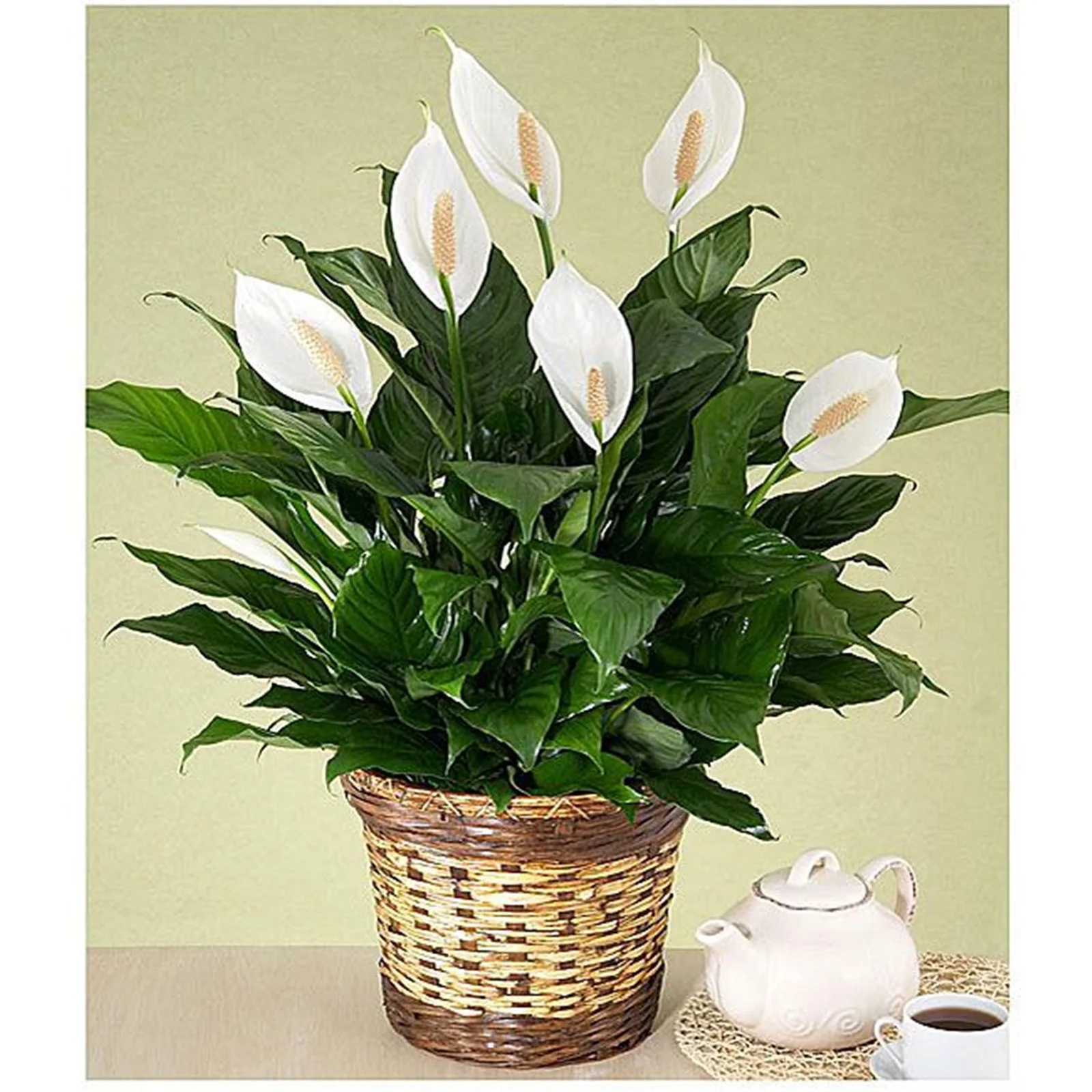 Calla Lily Bulbs, Perennials, Flower Bulbs，Potted Plants, Outdoor,Interior DecorationCalla Lilies,Calla Lily Plants,Calla Lily  For Sale