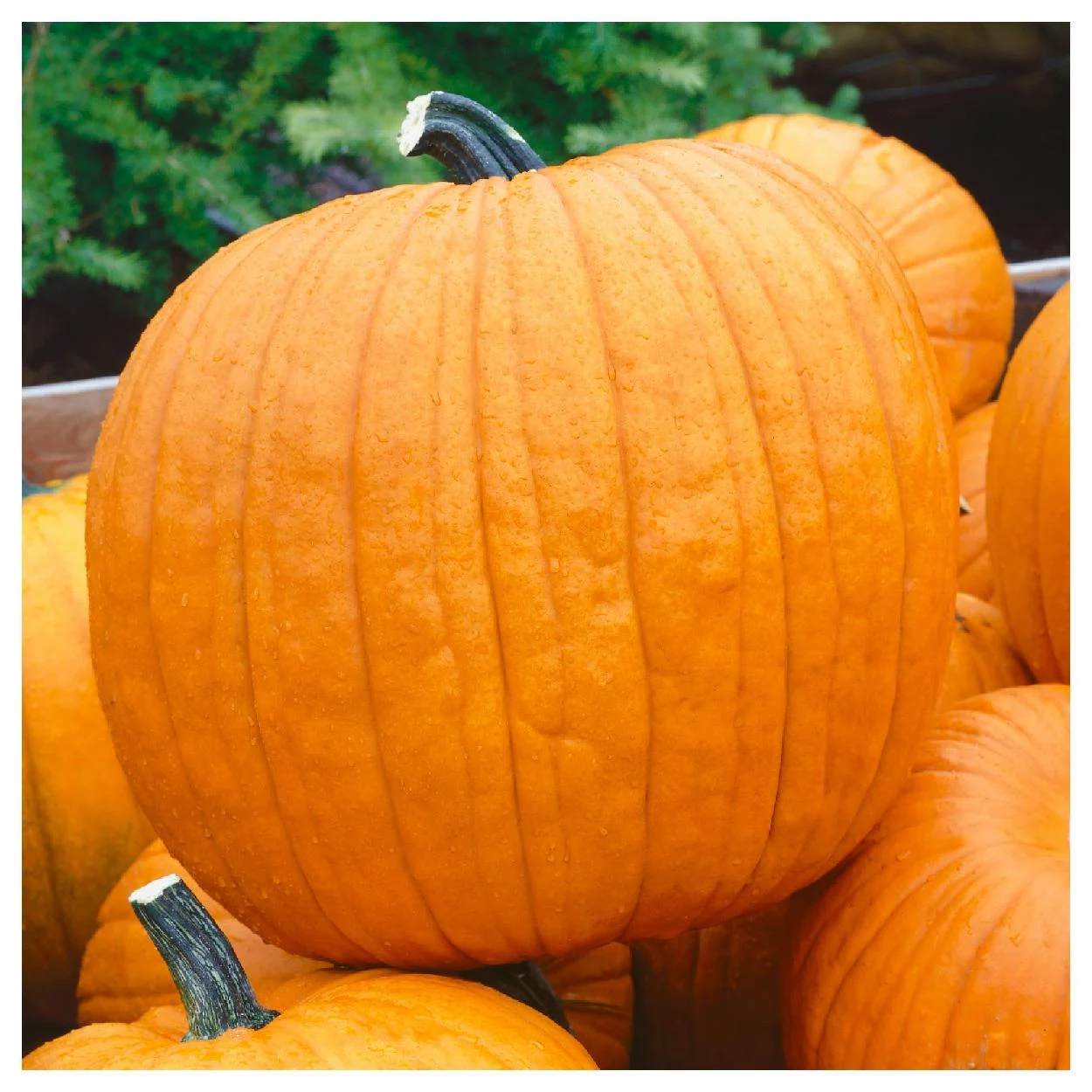 Everwilde Farms - 1 oz Howdens Field Pumpkin Pumpkin Seeds - Gold Vault Bulk Seed Packet