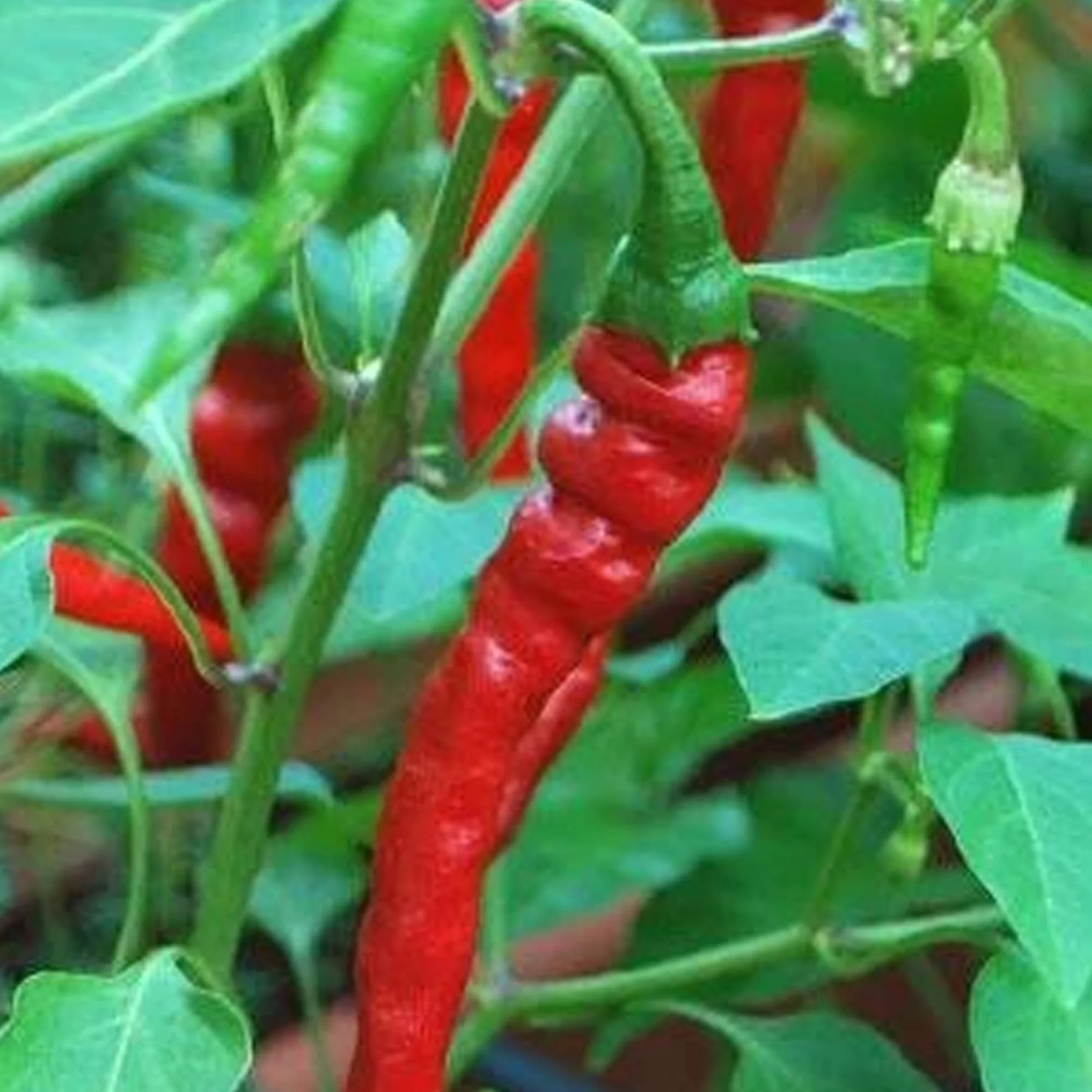 Cayenne Long Red Thin Pepper - 1 OZ Bulk ~3,360 Seeds - Non-GMO, Open Pollinated, Heirloom Hot Pepper Gardening Seeds - Hot Pepper