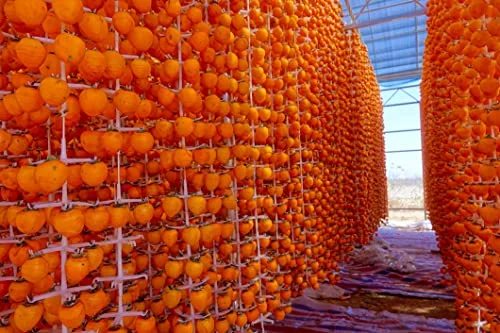 American Persimmon Tree Seeds - 20 Seeds - Made in USA, Ships from Iowa - Popular Outdoor Tree or Bonsai