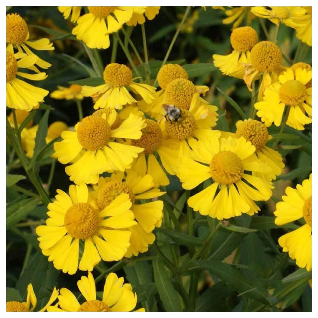 Everwilde Farms - 1000 Autumn Sneezeweed Native Wildflower Seeds - Gold Vault Jumbo Bulk Seed Packet