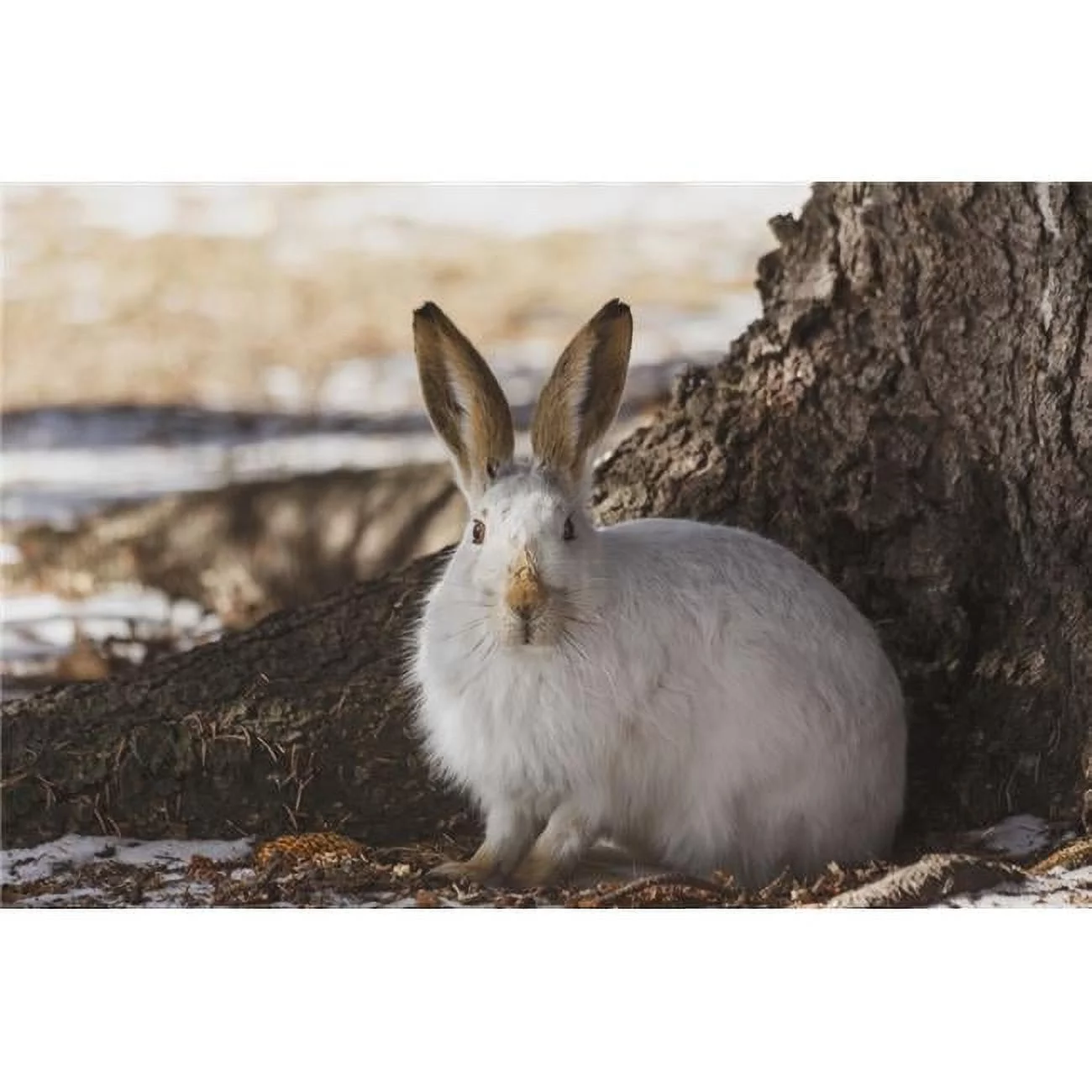 Wild Prairie Hare & White-Tailed Jack Rabbit in Winter Fur at The Foot of A Spruce Tree - Edmonton Alberta Canada Poster Print - 38 x 24 in. - Large