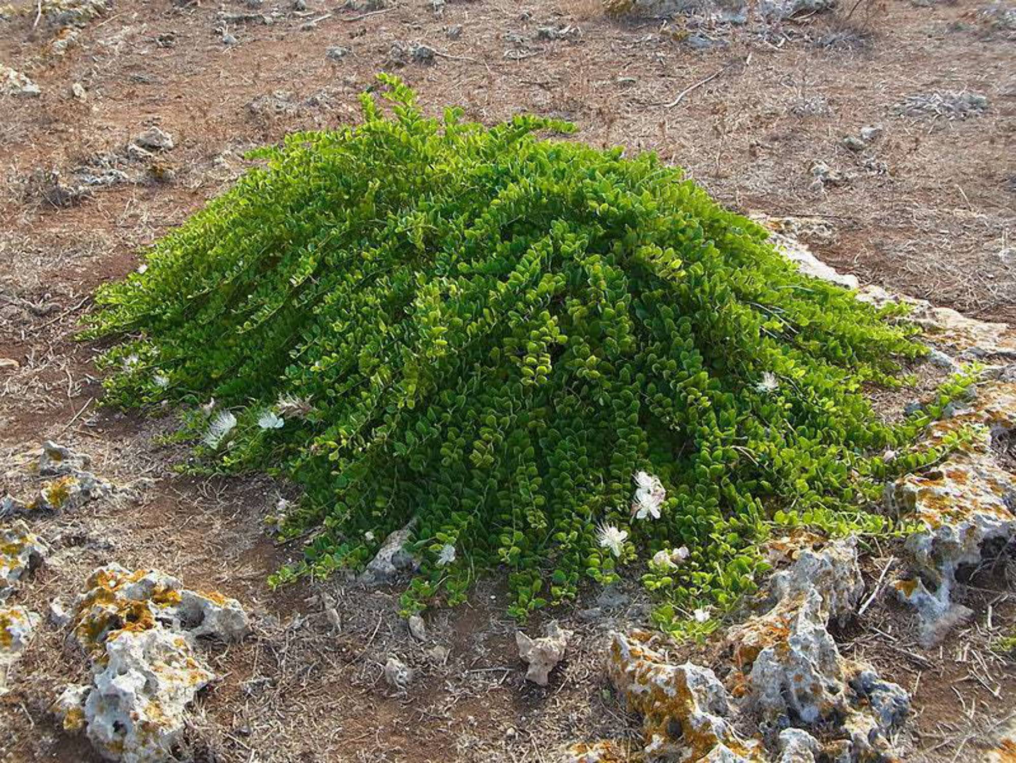 20 CAPER BUSH Edible Capers Flinders Rose Flower Capparis Spinosa Shrub Seeds