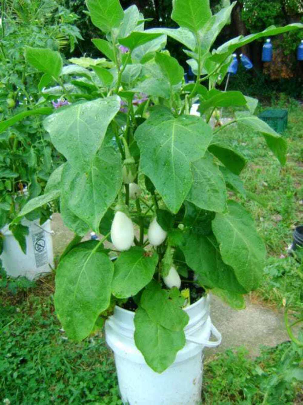 40 White Star FINGER FRUIT EGGPLANT Solanum Melongena Aubergine Vegetable Seeds
