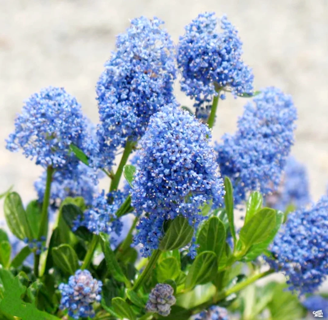 50 Blue Lilac Seeds Extremely Fragrant Syringa Vulgaris Tree Lilac LightBlue