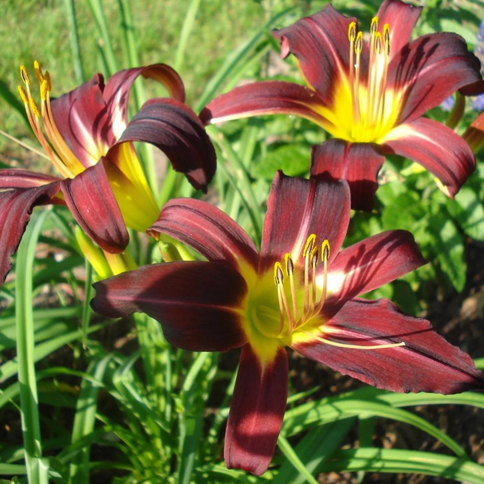 Lily Bulbs, Lily Plant Mature Lily Roots Lily Tuber Lily Plant Live,Tiger Lily Bulbs For Planting,Lily Bulbs For Planting Outdoors,Lily Bulbs Perennial, Gardening Treasures, Stargazer Lily Bulbs.