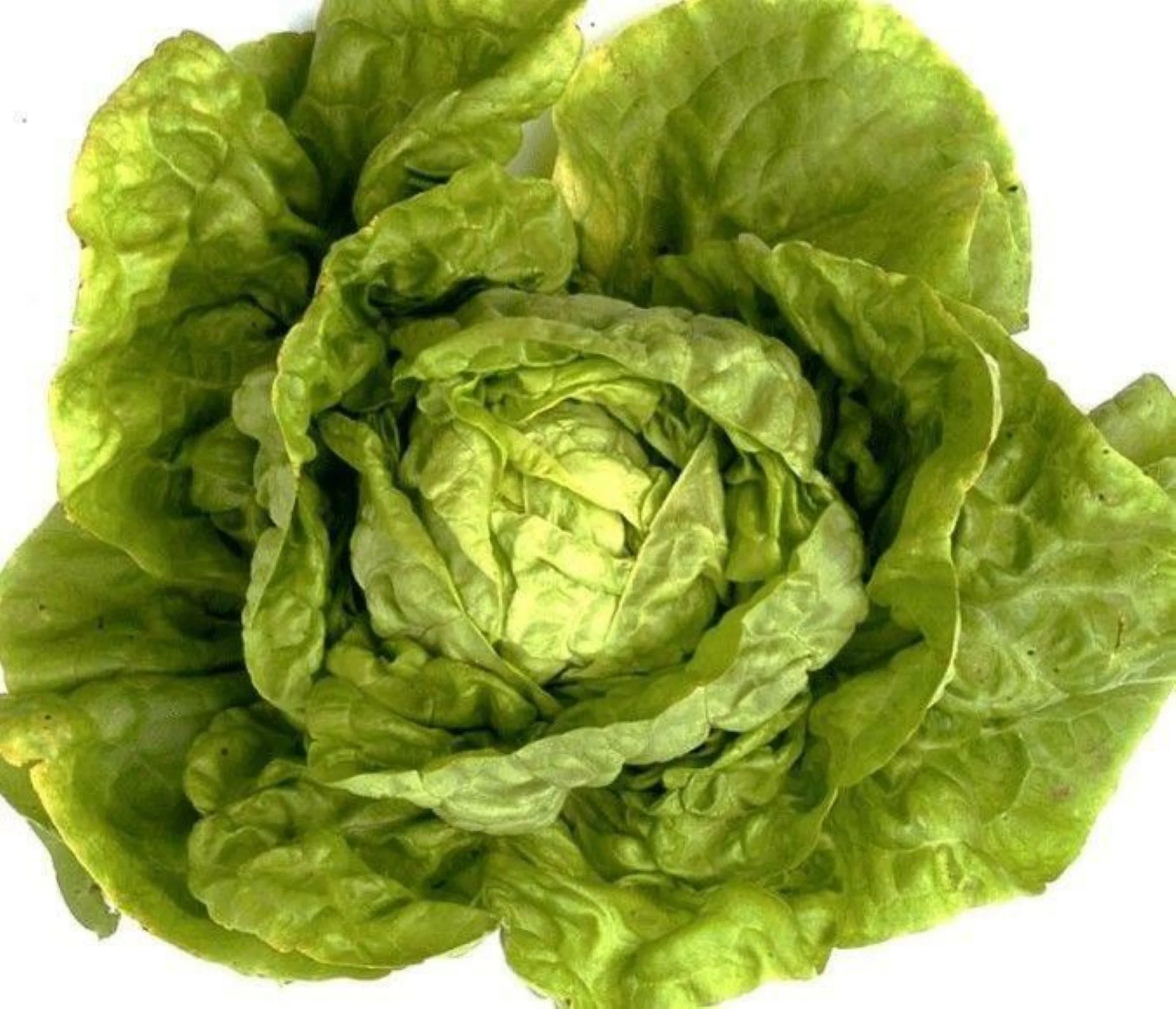 Buttercrunch Lettuce Seeds/ Annual/ Full Sun/ 500 Seeds 1/2 Gram/ Zellajake Farm and Garden - B240