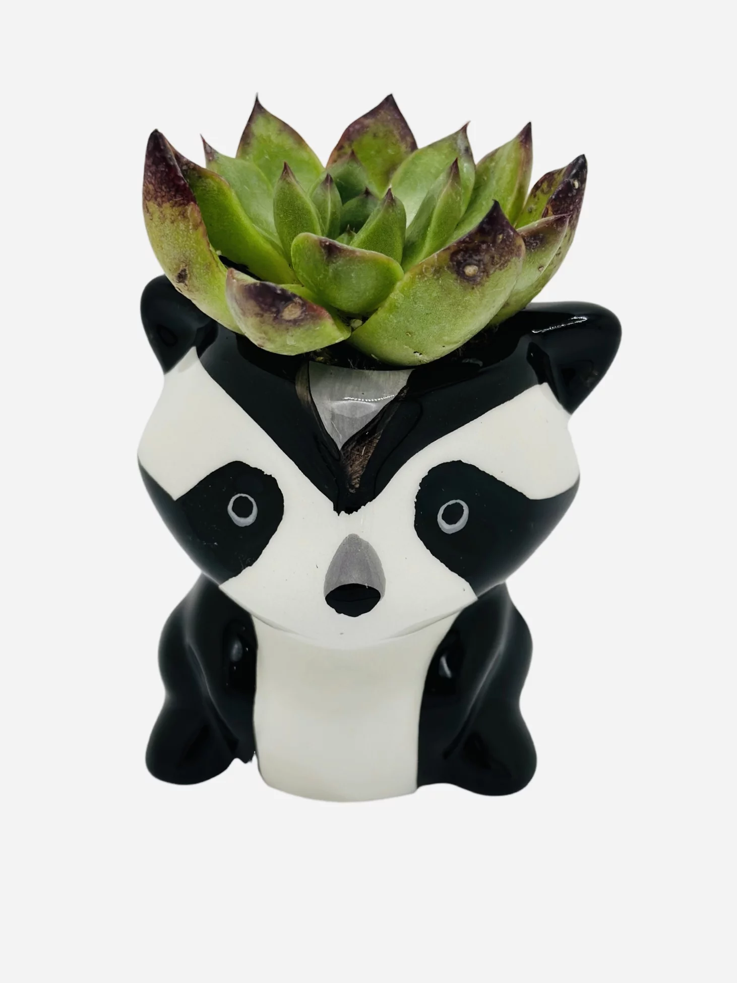 CZ Grain 1 Pot | 3 Inch | Small Succulent Plant Ceramic Animal Pot, Cute Home and Office Decor (Panda)