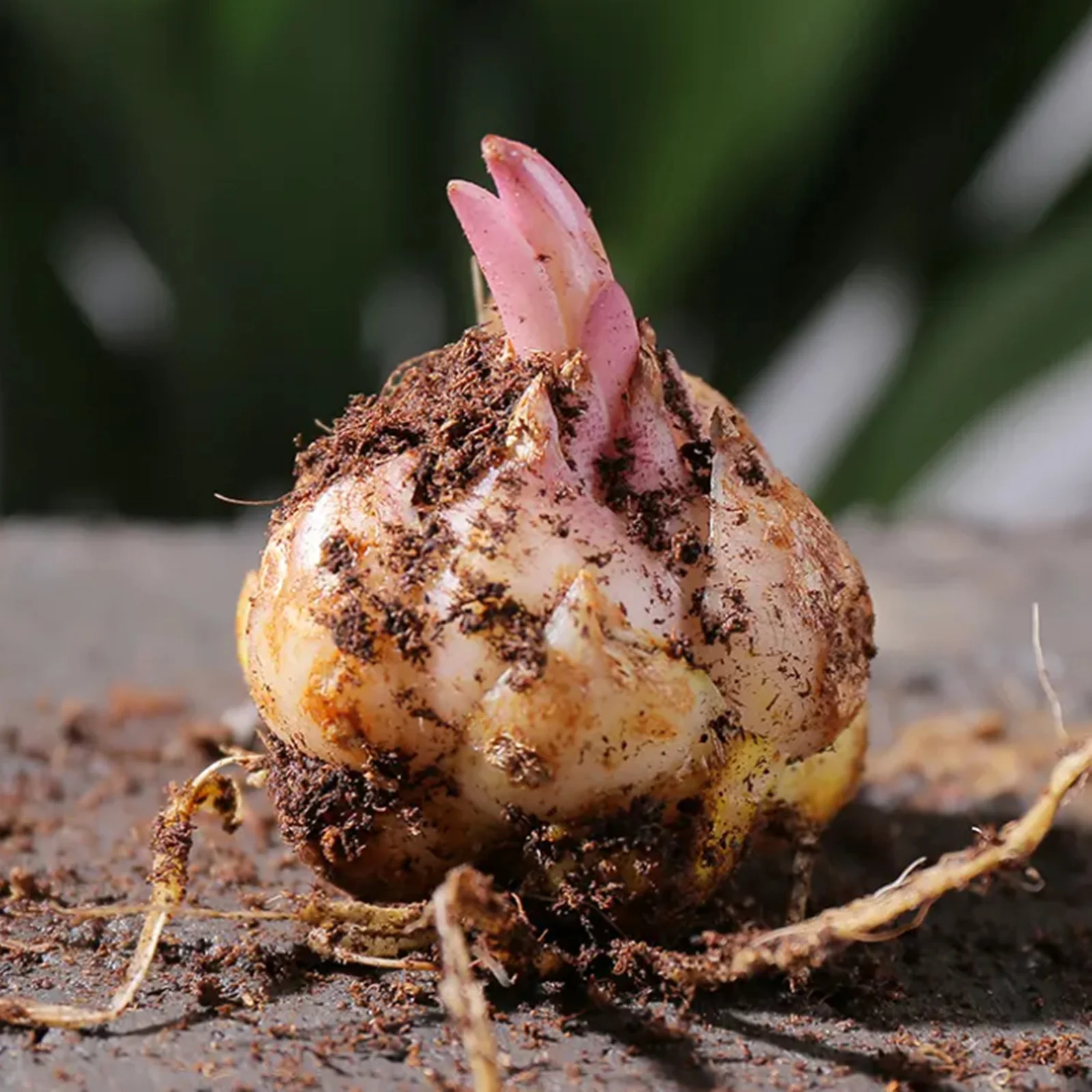 Lily Bulbs, Tiger Lily Bulbs, Stargazer Lily Bulbs.Large Flowers,Lily Bulbs For Planting Perennials, Flower Bulbs,Lily Bulbs For Sale