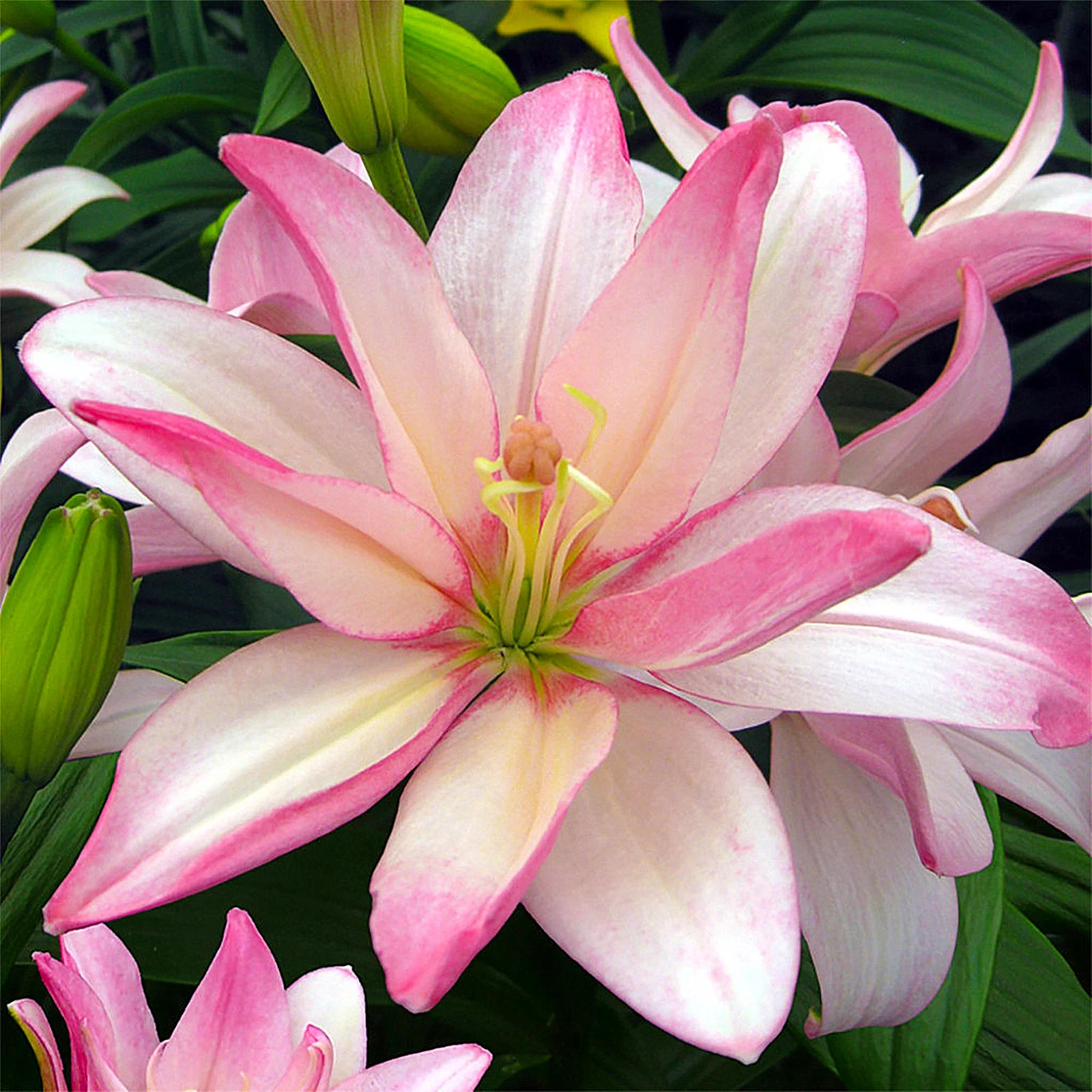 Lily Bulbs, Tiger Lily Bulbs,Lily Bulbs For Planting Perennials, Large Flowers, Flower Bulbs,Lily Bulbs For Sale