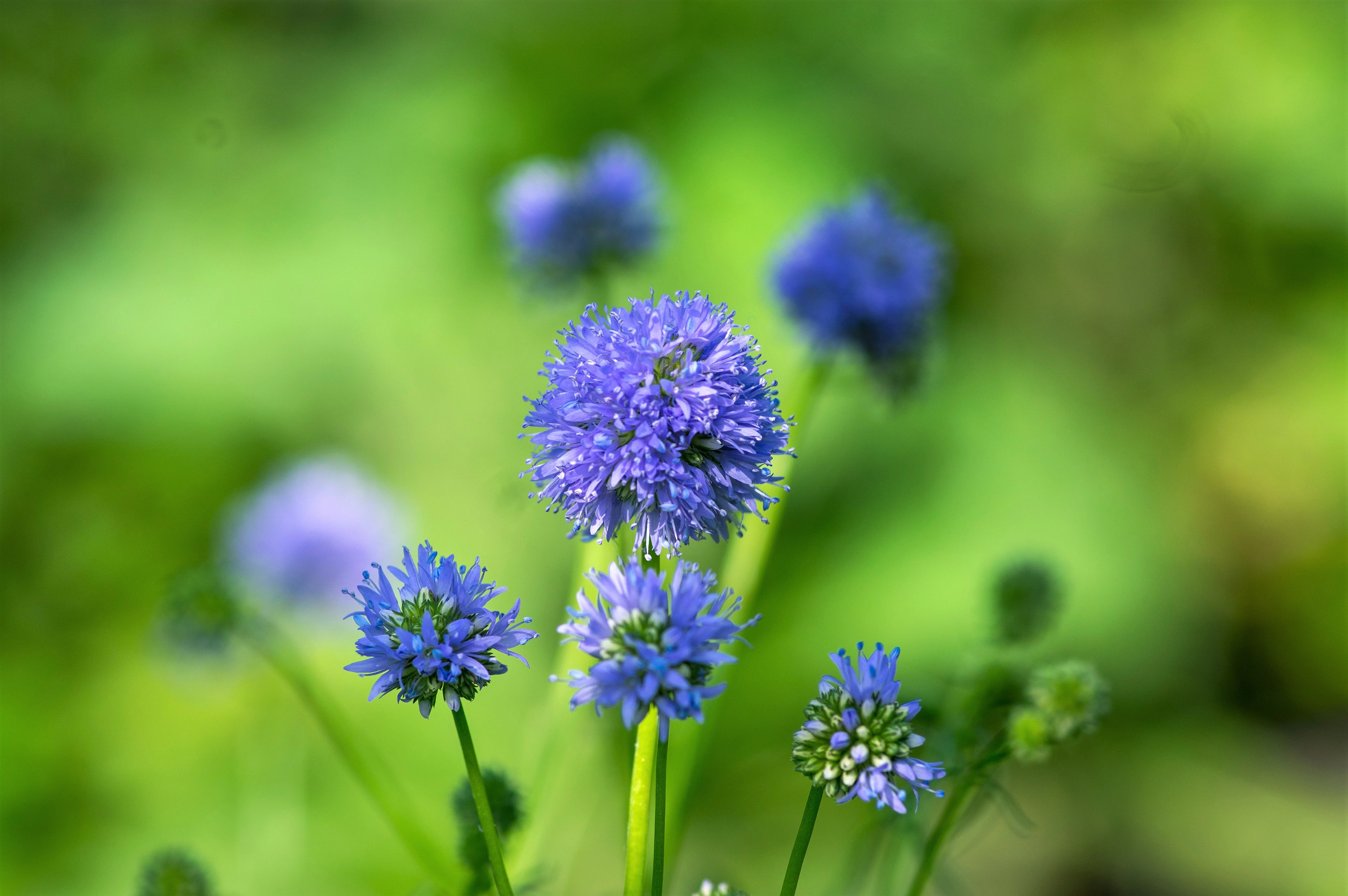 1500 GLOBE GILIA Bluehead Gilia Capitata Thimble Flower Seeds