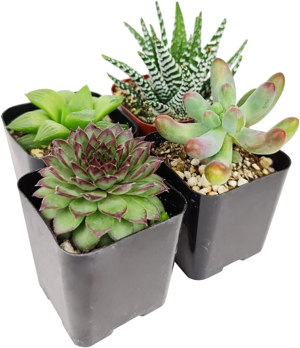 Pet-Friendly Succulent Pack | Set of 2/4/6/8/10/24/36/48 Best Succulent Plants | Pet Safe Non Toxic Succulent Collection (6)