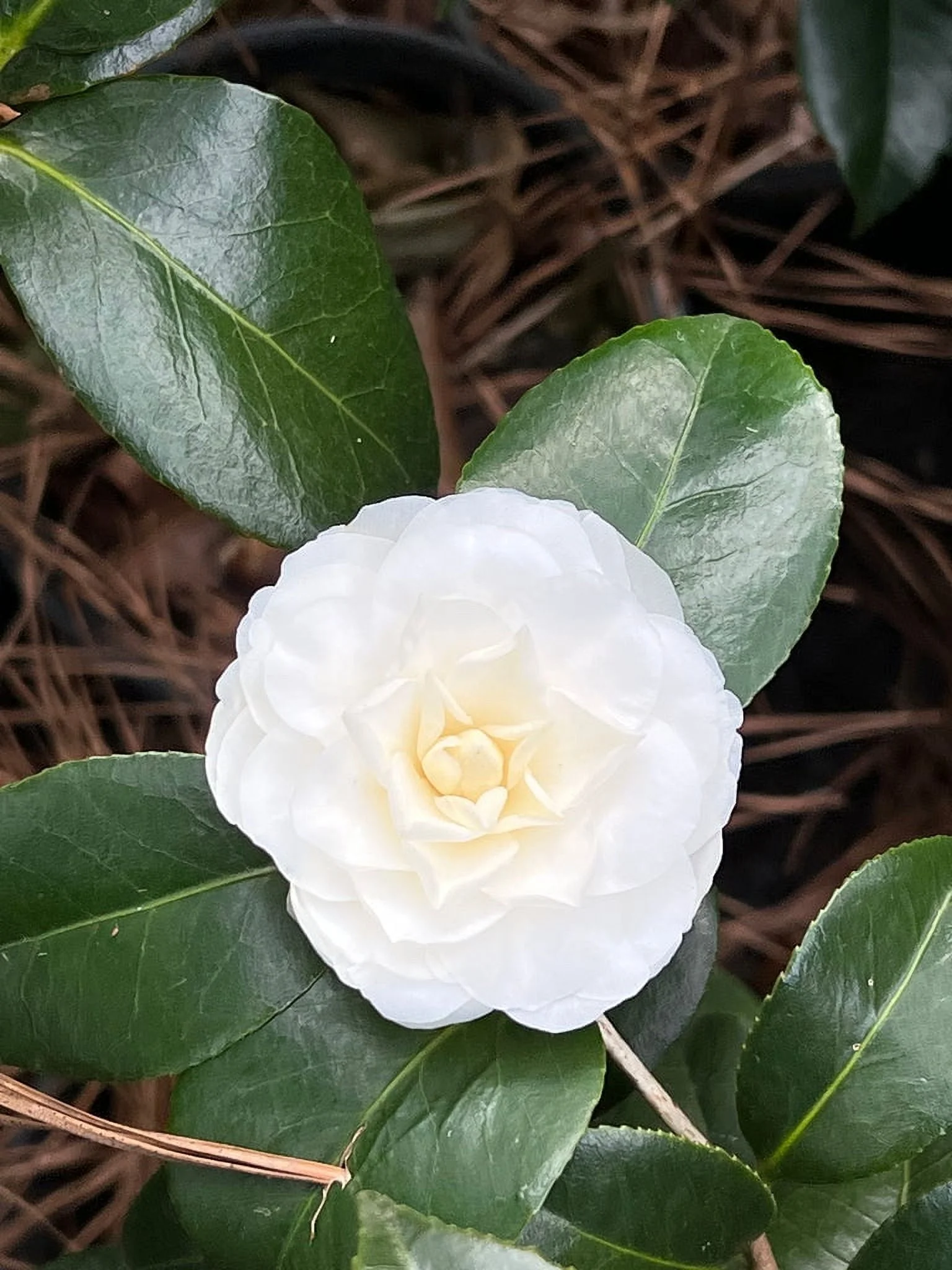 Pixies Gardens White By The Gate Camellia 1 Gallon