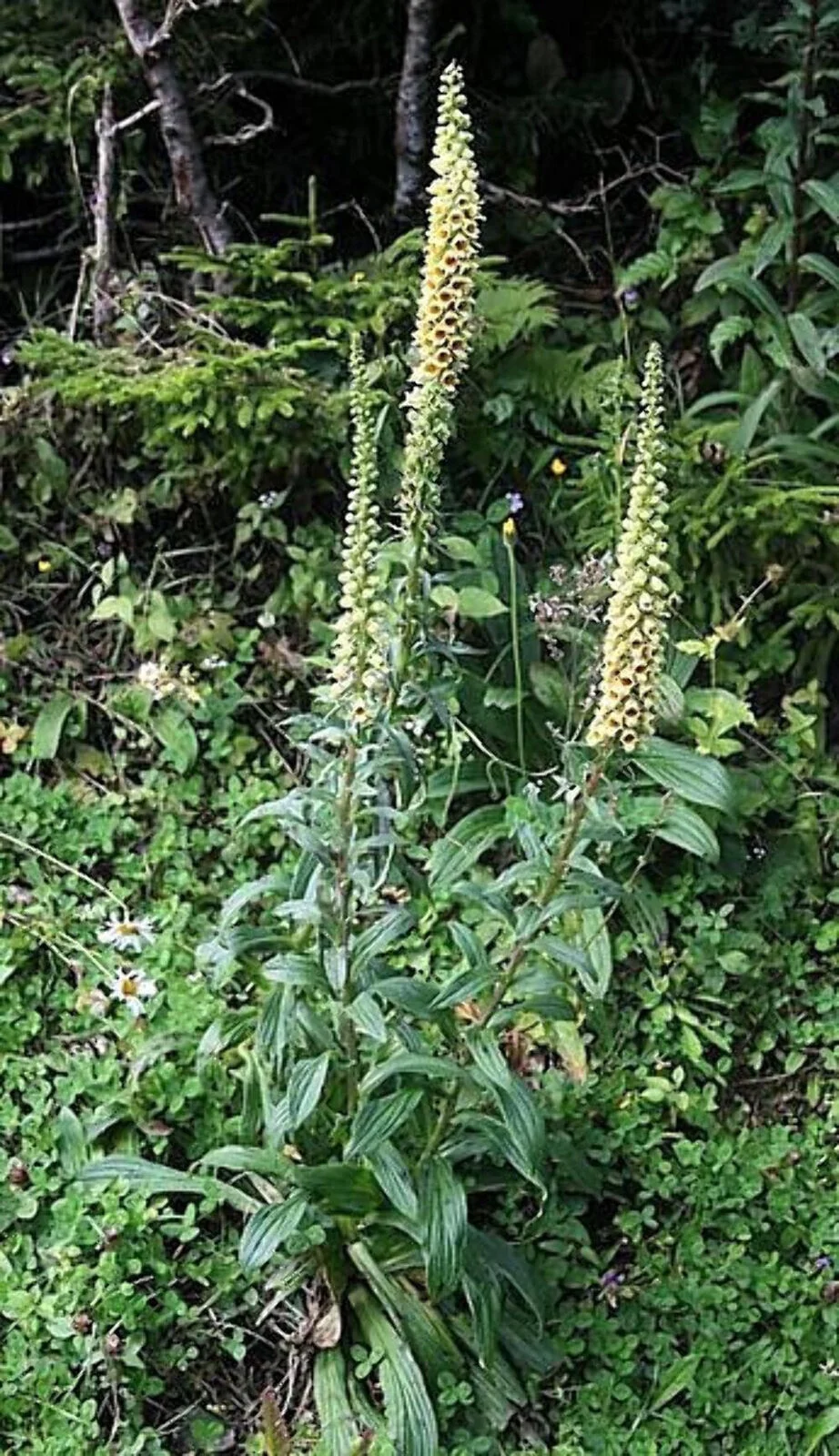 50 RUSTY FOXGLOVE Hummingbird Flower Digitalis Ferruginea Yellow Herald Seeds